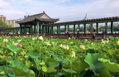 《一池水，比一座车站更早来到这里｜北京西站旁・莲花池公园》
