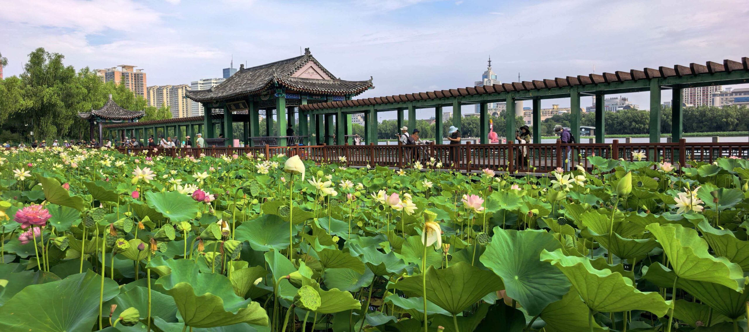 You are currently viewing 《一池水，比一座车站更早来到这里｜北京西站旁・莲花池公园》